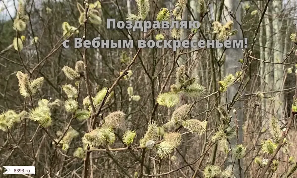 Видео открытка Вербное воскресенье — скачать бесплатно